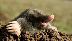 Love og regler om bekæmpelse af skadedyr