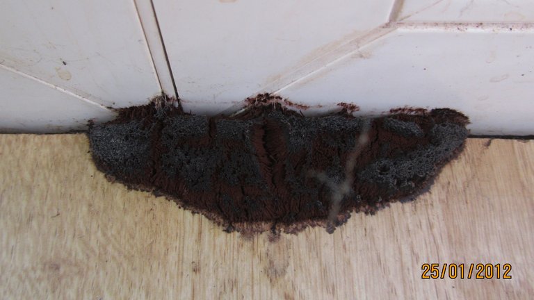 Ægte hussvamp – en af husets store fjender