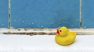 QUIZ: Hvad ved du om skimmelsvamp?