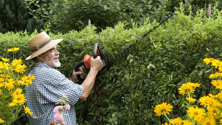 Så høj må din hæk være