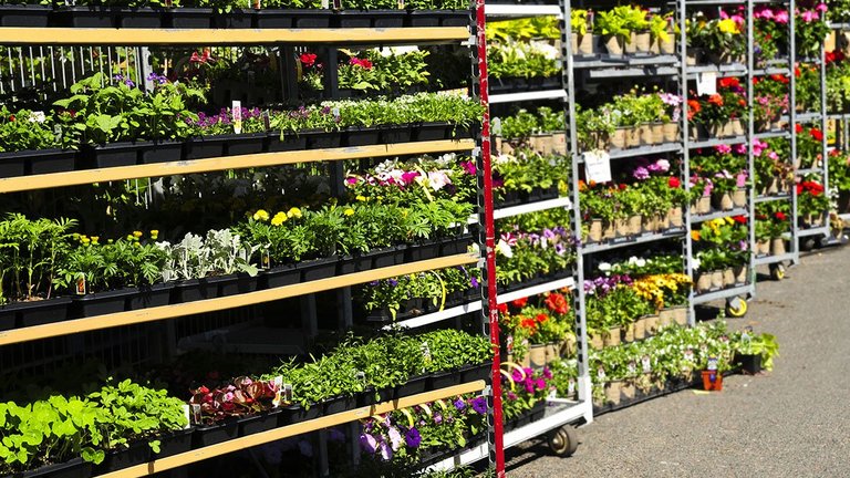 Køb blomster i supermarkedet eller havecenteret