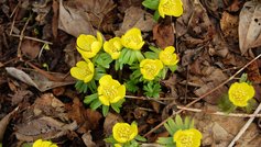 10 gode råd til haven i januar