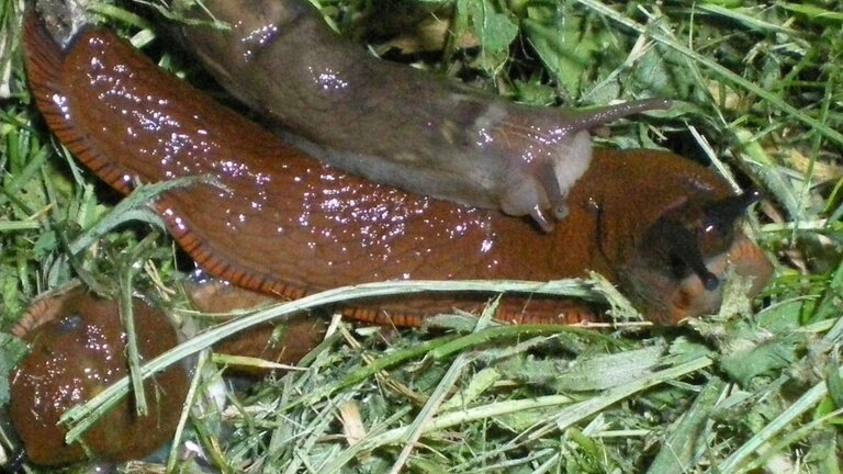 Dræbersnegle i have