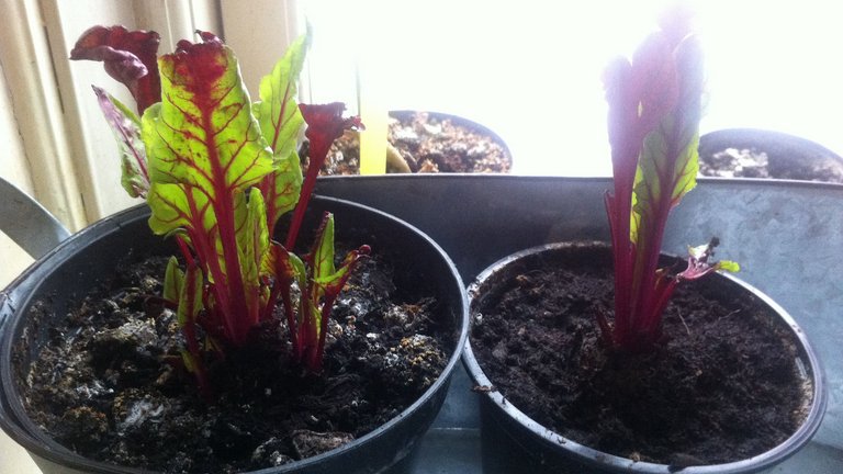 Gendyrk: Sådan genbruger du dine grøntsager