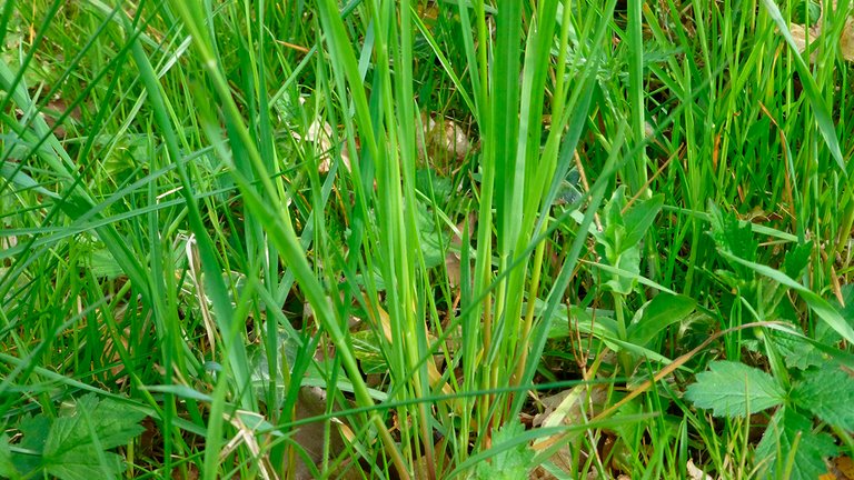 Sådan slipper du af med kvikgræs