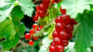 Sådan passer og plejer du dine ribs