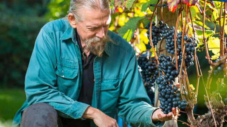 Henning Jensen med en klase Rondo druer fra sin danske vinhave