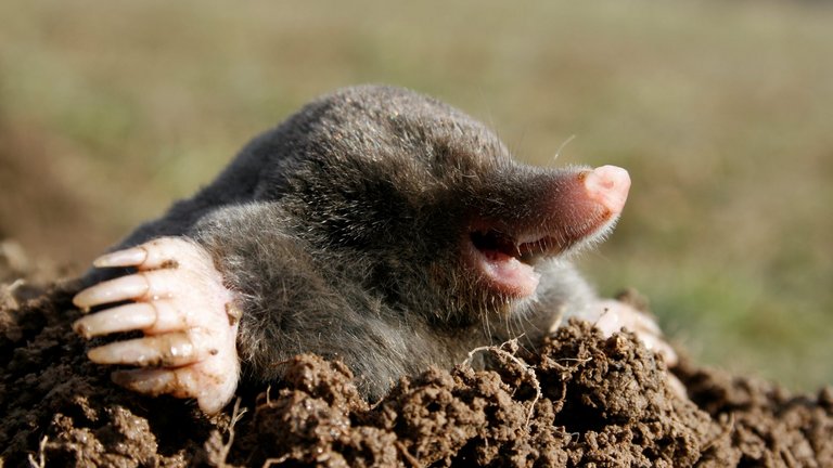 Hvordan kommer du af med muldvarpe i din have?