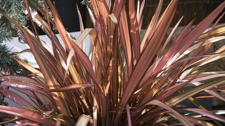 5 hårdføre og eksotiske planter til haven