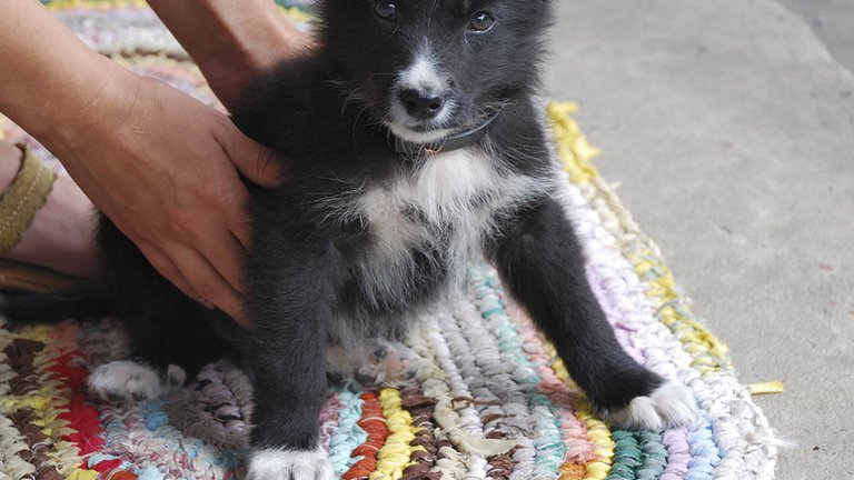 Love og regler om dyrehold ved enfamiliehuse