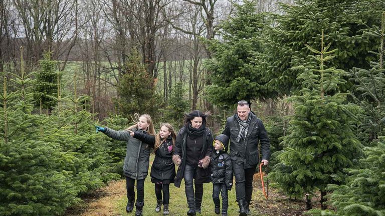 Valg af juletræ til fældning