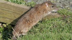 Sådan holder du høns uden at tiltrække rotter