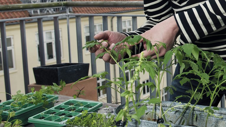 Sådan bliver du urban gartner