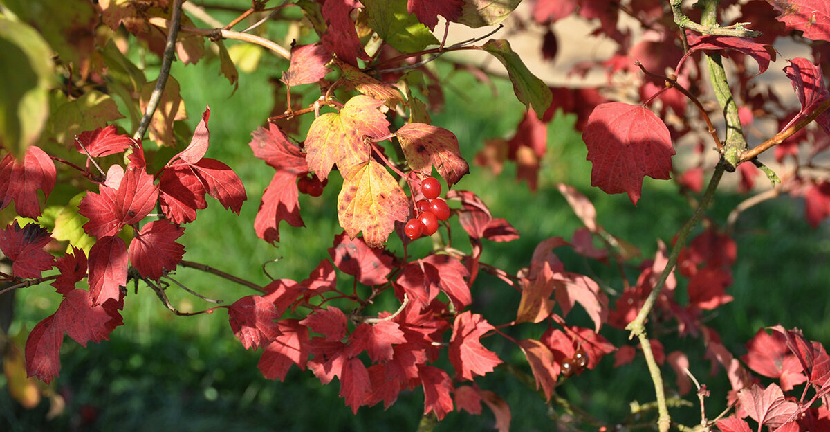 6 planter med smukke efterårsfarver