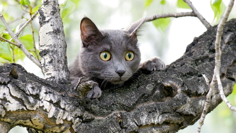 Hvordan holder du katte væk fra haven?