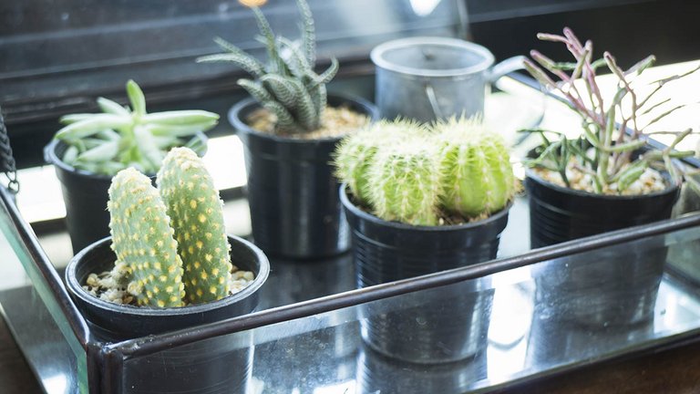 10 nemme planter til stuen