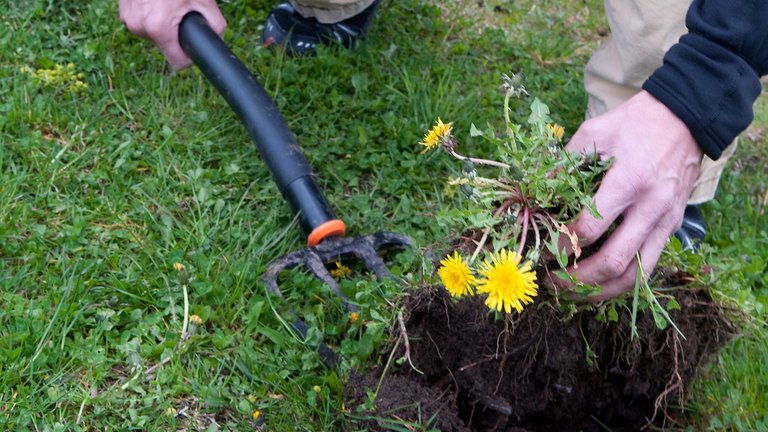 Mælkebøtter i haven