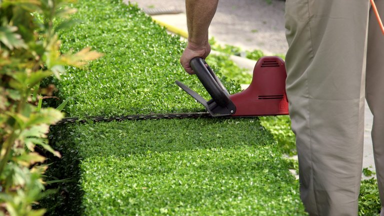 Hvornår skal du klippe hækken?