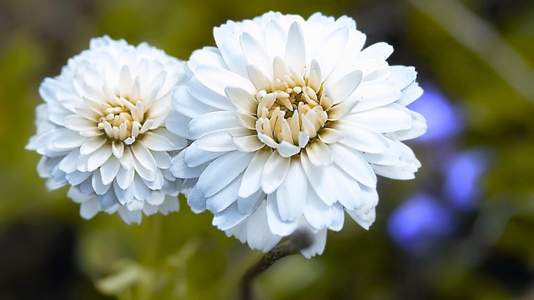 Spiselig græsplæne