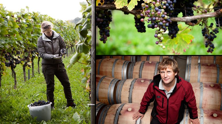 Vinhøst: Søde druer dyrket i det kolde nord