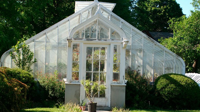 Orangeri i et drivhus
