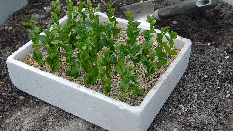 Lav din egen buksbom med stiklingeformering