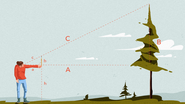 Grafik af person, der måler højde på træ med en blyant