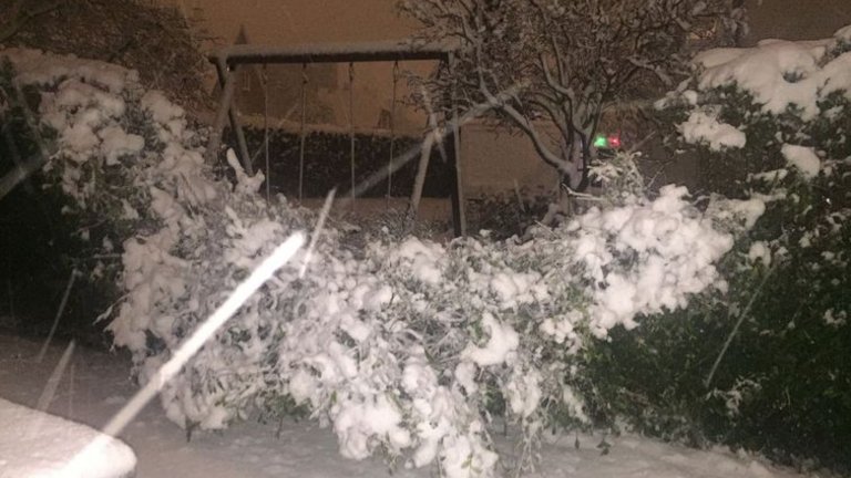 5 tips: Red din snevæltede hæk