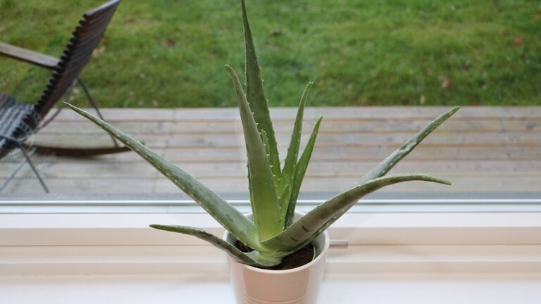 Aloe Vera: Sådan passer og plejer du den