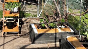 Når temperaturen i drivhuset er minimum 16 grader om natten, kan du plante dine agurkeplanter i drivhus. Foto: Berit Rørbøl