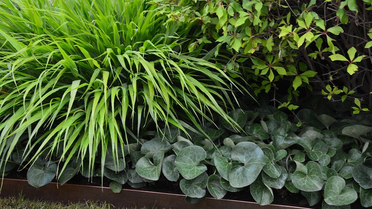 Sådan flytter du en plante, busk eller træ i haven