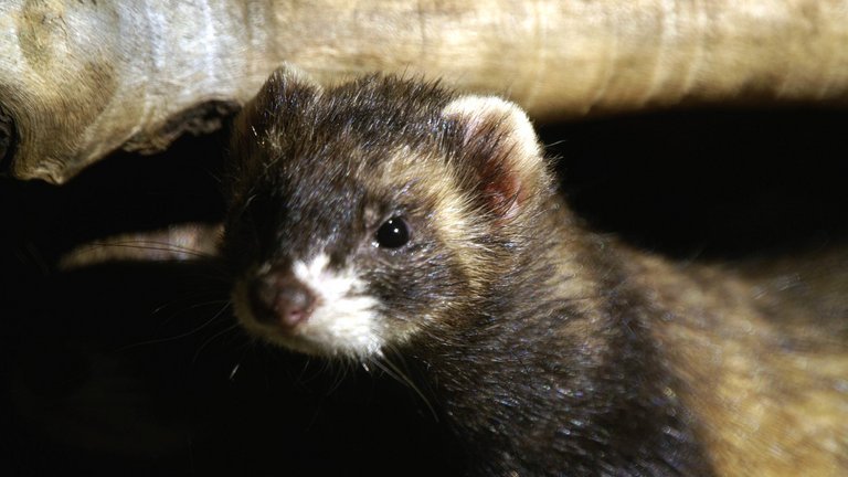 Dækker din forsikring husmår og rotter?