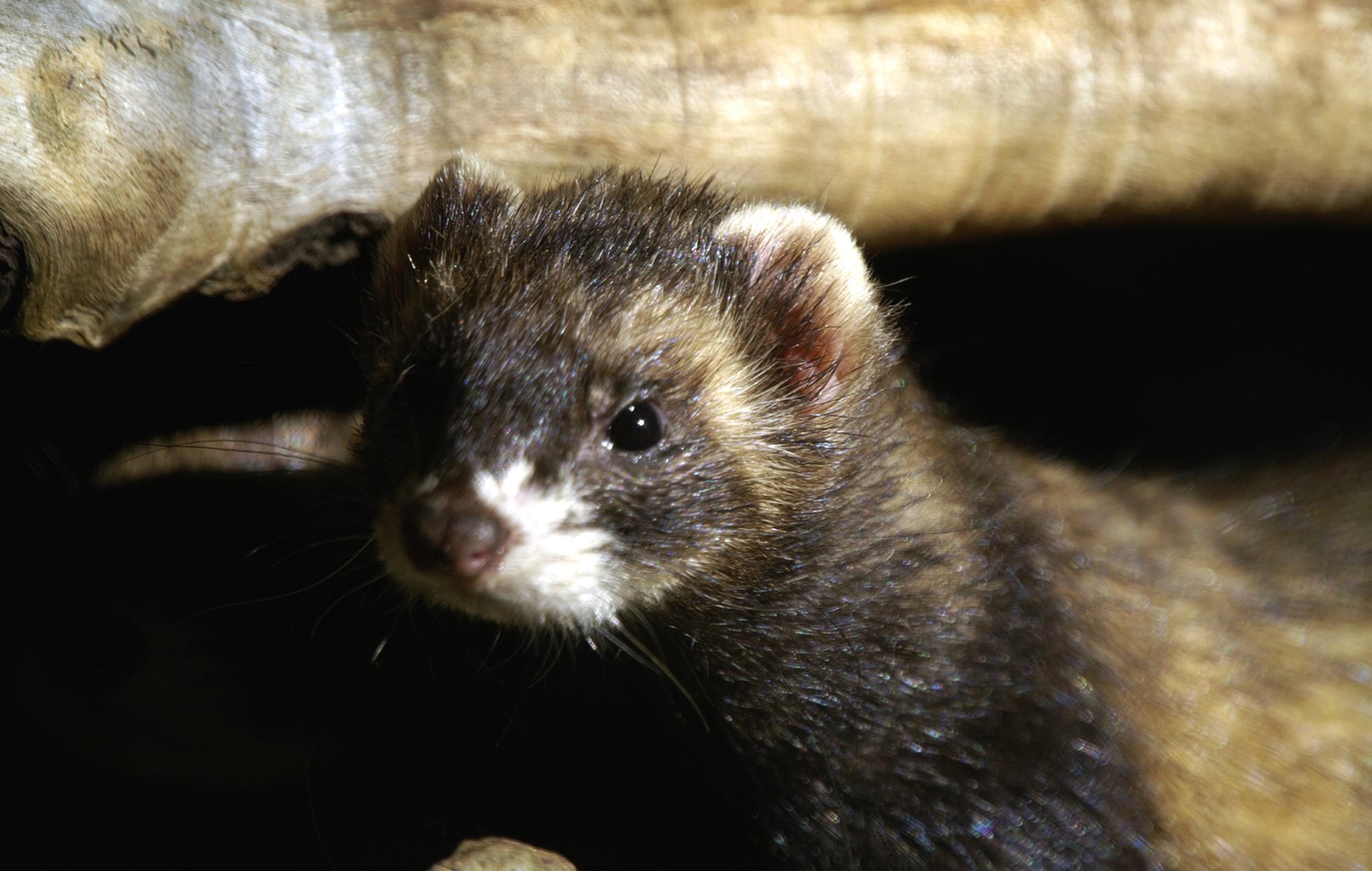 Dækker din forsikring husmår og rotter?