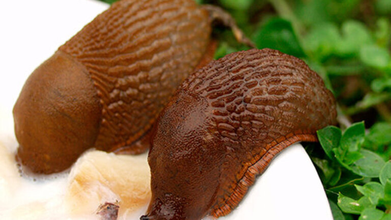 Brunrøde dræbersnegle i privat have