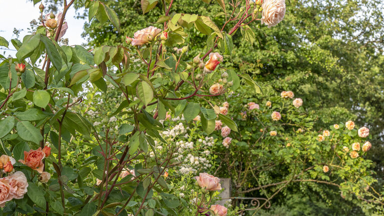 8 planter, der skaber en duftende have