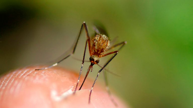 Myg i haven kan stikke og genere