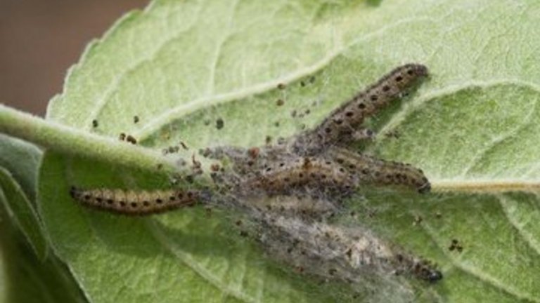 Larver af spindemøl