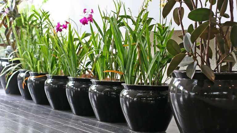 Få flotte stueplanter - giv dem vand, lys og gødning