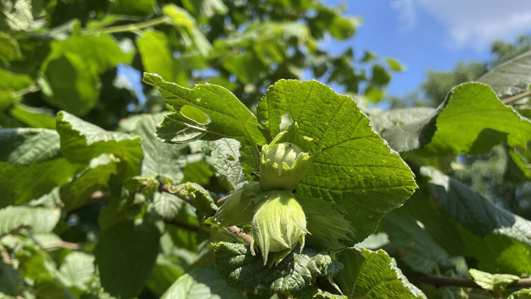Hasselnødder – sådan plukker, tørrer og opbevarer du dem