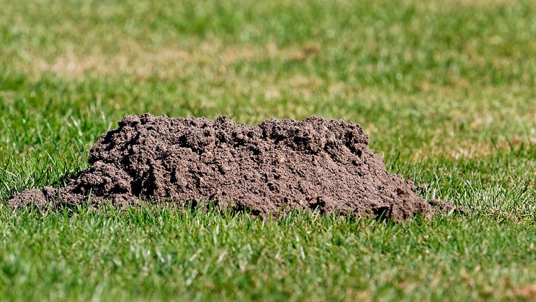 Huller i græsplænen