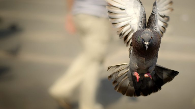 Sådan holder du duerne væk