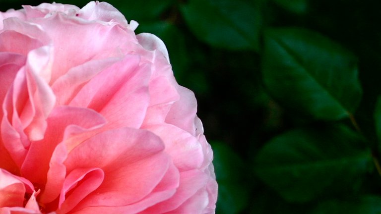 Sådan vælger, planter og passer du roser