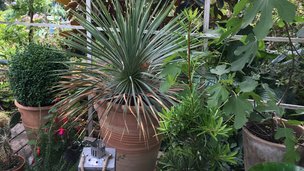 10 nemme planter at dyrke i krukker