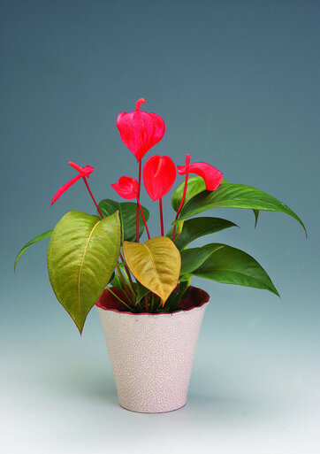 Flamingo-blomst - Anthurium er en god plante til badeværelset