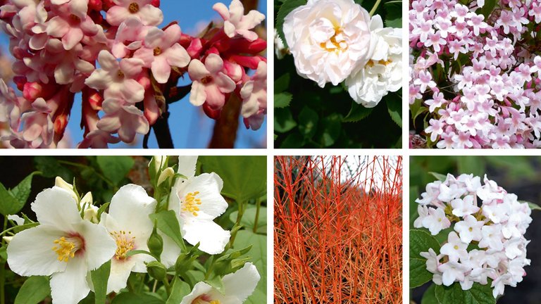 Skab læ, og giv haven farve og duft med busketter