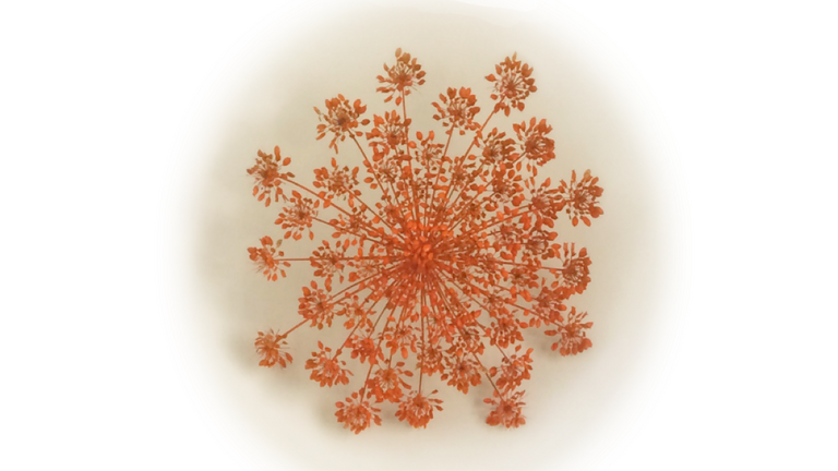 Bjørneklo i stuen – hvor blev de af?