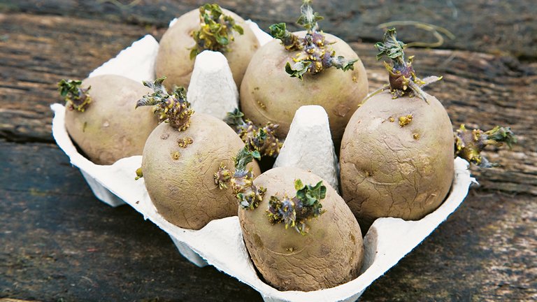 Forspir kartofler i vindueskarmen