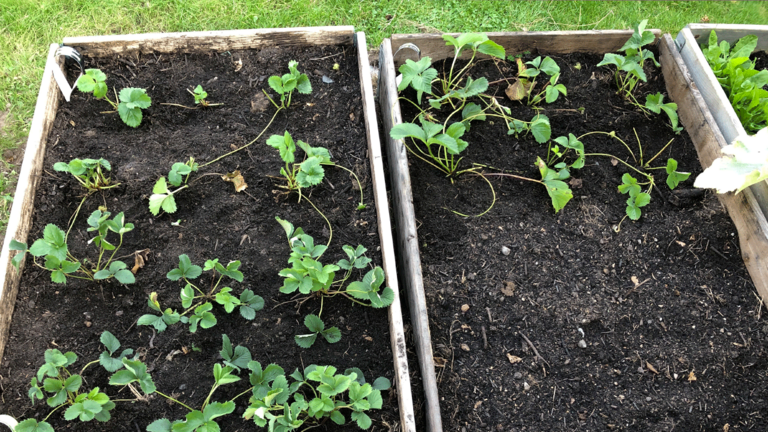 Ryd op mellem de gamle jordbærplanter eller plant nye her i foråret. Foto: Malte Christensen
