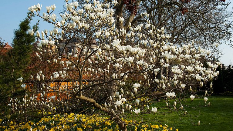 Sådan får du smukke magnolier i din have