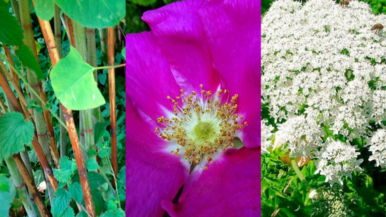 japansk pileurt, hybenrose og bjørneklo